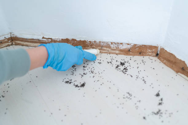 Best Exterminator Services  in Stapleton, AL